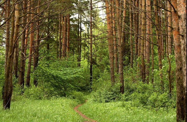Экология леса, природа