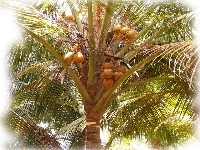 Полезные свойства кокоса